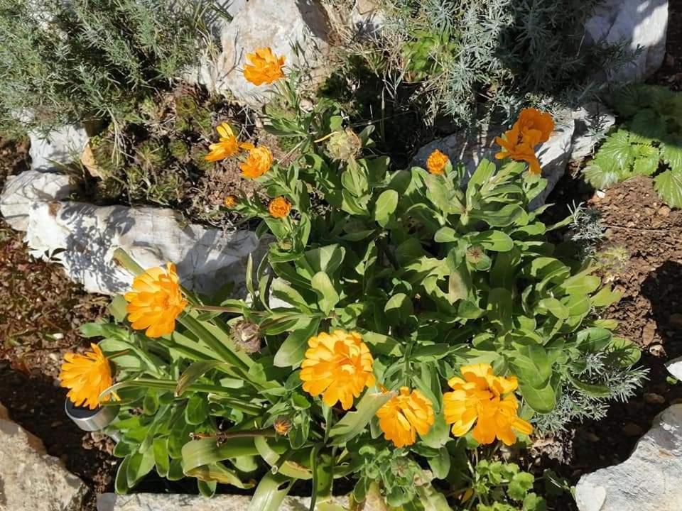 Dairos Mali Lošinj Exterior foto